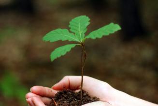 Great oaks from little acorns