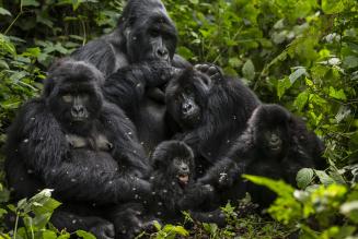 A Gorilla family (Gorilla beringei beringei) in Virunga National Park.