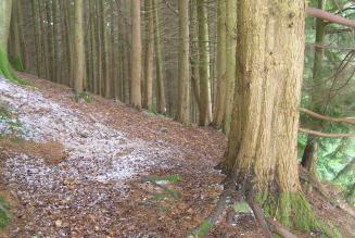 Frosty forest