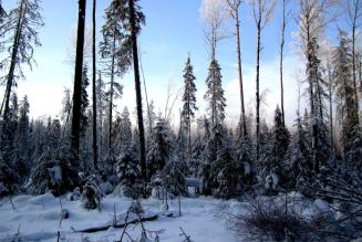 Snowy FSC Forest