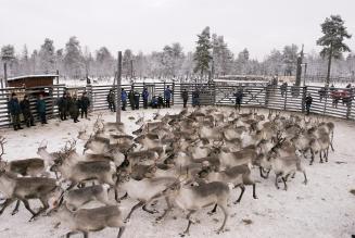 Reindeer in Finland