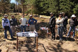 Reforestation in Chile