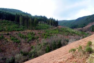 Hafren forest