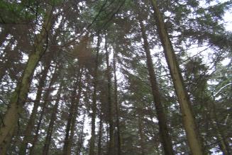 FSC certified forest in the UK (© FSC UK)