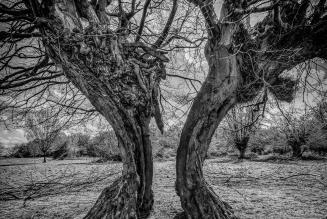 Hornbeam