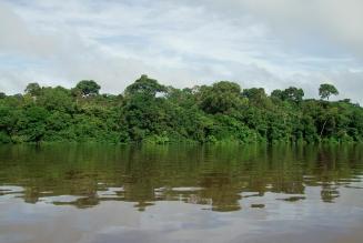 Brazilian forest