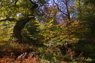 Savernake Forest