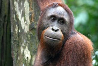 Borneo Initiative - Orangutan