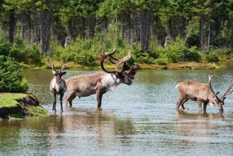 Canadian Moose
