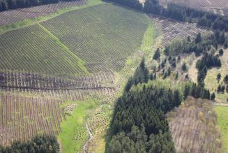 Jerah woodland