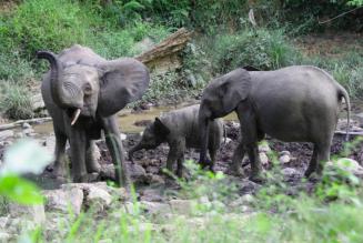 Elephant