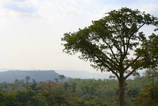Ghana Forest