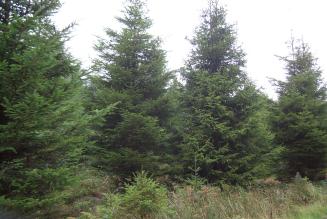 Glasfryn Christmas Trees