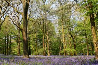 Forest Plans