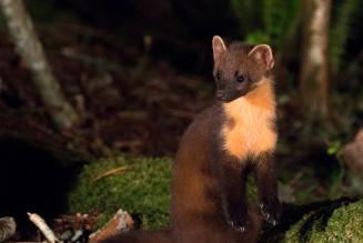 Marten