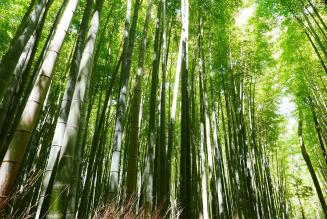 Bamboo