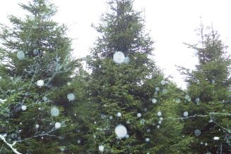 Glasfryn Christmas Trees double exposure with Dianne Braker Martinshaw Wood