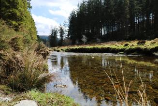 Hafren forest and river