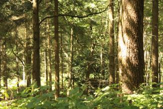 Small Woods PAWs event