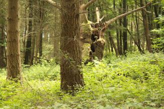 Small Woods PAWs event 3