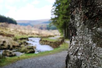 Hafren Forest