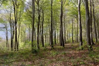 Small Woods Project