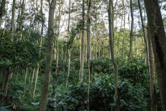 FSC forest impacts
