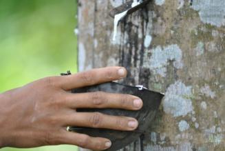 Global Platform for Sustainable Natural Rubber
