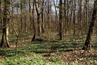 Ancient woodland in the lowlands of Italy; could similar woods in the UK also be candidates for ecosystem services certification?