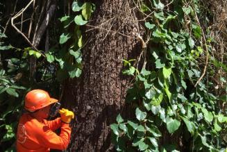 Tree sleuths