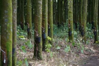Responsible natural rubber