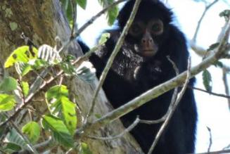 Spider monkey, Madre de Dios, Peru