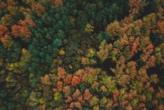 aerial view of forest