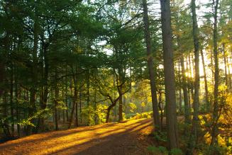 DelamereForest