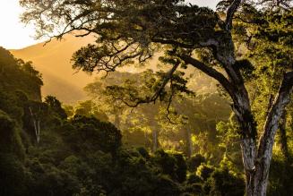 We Need to Talk About Forests