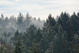 Treetops