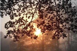G Szab - tree sunset