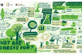 What Are Forests For? Scribe