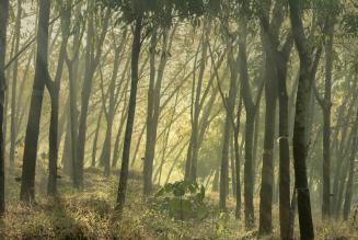 Rubber Trees