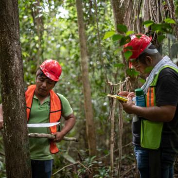 FSC forest in Mexico (c) FSC IC