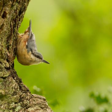 Nuthatch, New Forest (c) FSC UK - R. Allen