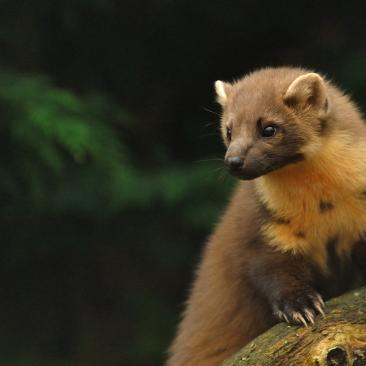 Pine marten (c) Anne-Marie Kalus