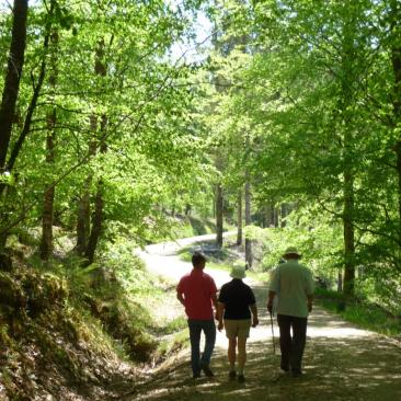 People walking along forest road