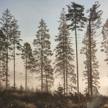 Hafren forest (C) FSC UK