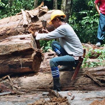 Forest worker