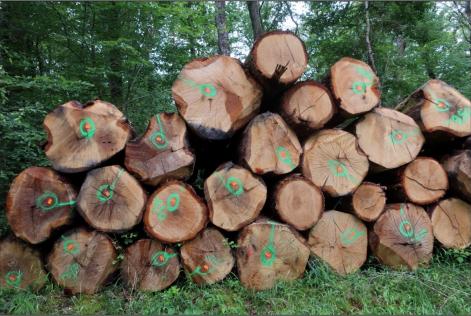 French Oak (c) FSC France