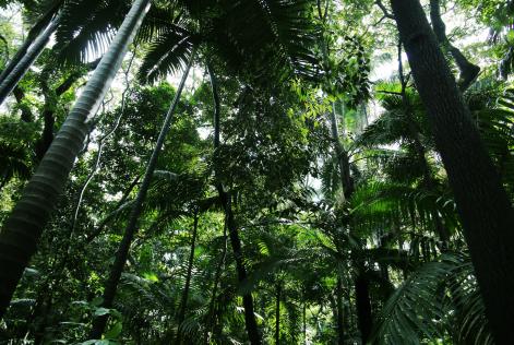 2016_ICCOMMS_Brazil_(c)FSC GD_Arturo_Escobar__0988.JPG