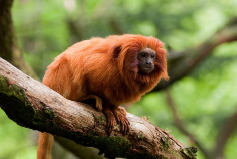 Golden lion tamarin (C)Zmeel -iStock