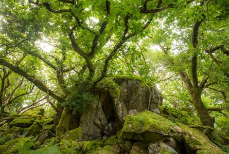 Dolmelynllyn - National Trust temperate rainforest (C) Ben Porter