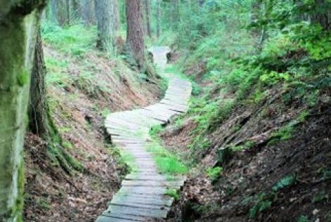 Dalby Forest